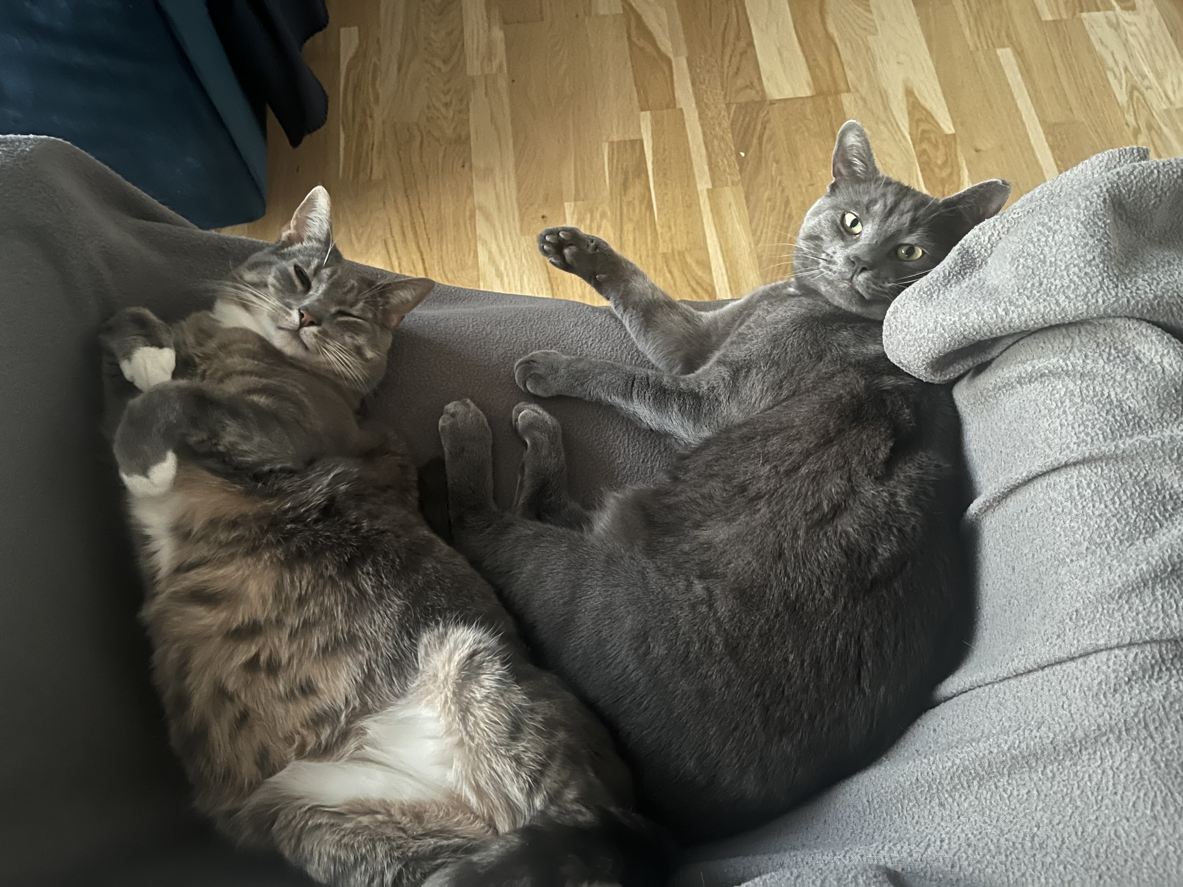a tuxedo cat and a grey tabby sit under a ddining table waiting for food