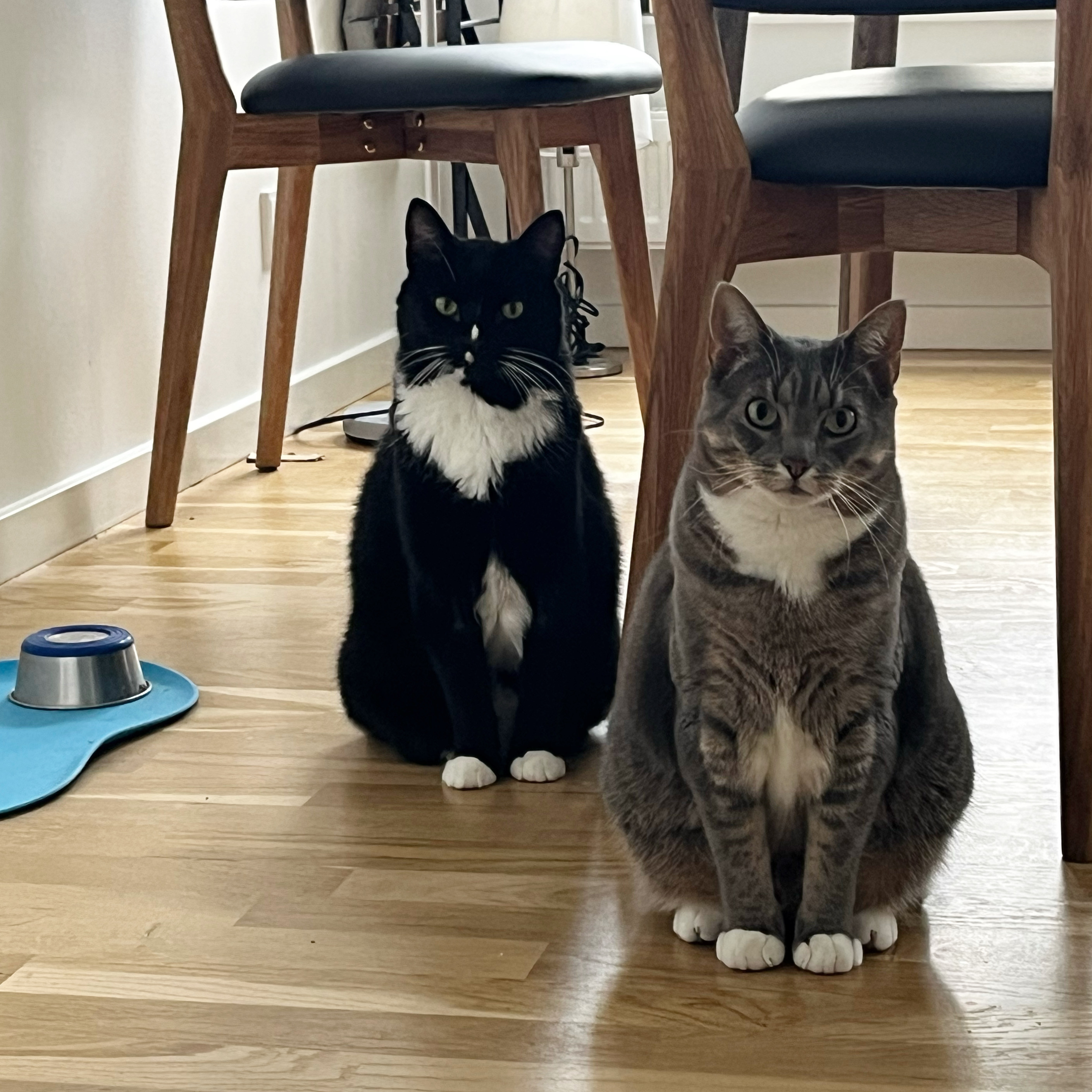 a tuxedo cat and a grey tabby sit under a ddining table waiting for food